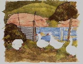 Pigs, Midden and Geese