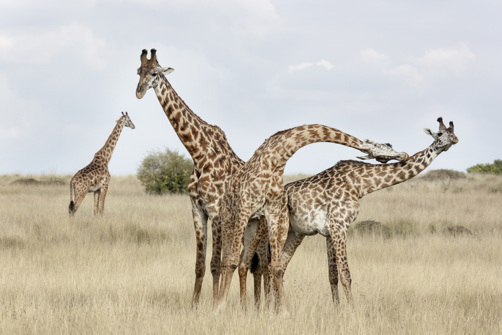 Giraffen,die sich einschnüren from Linda D Lester