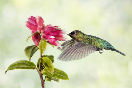 Kolibri-Vergnügen