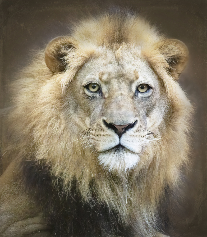 Porträt eines jungen männlichen Löwen from Linda D Lester