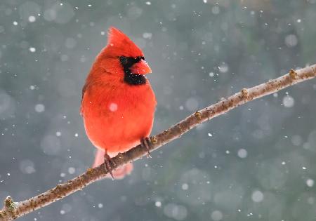Herr Kardinal im Schnee