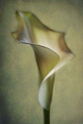 Calla Lily