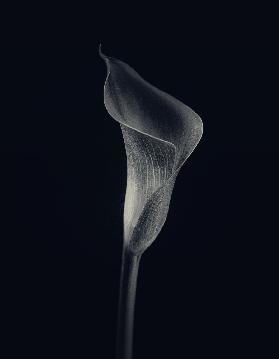 Calla lily