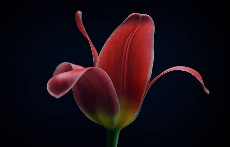First Tulip from Lotte Gronkjaer