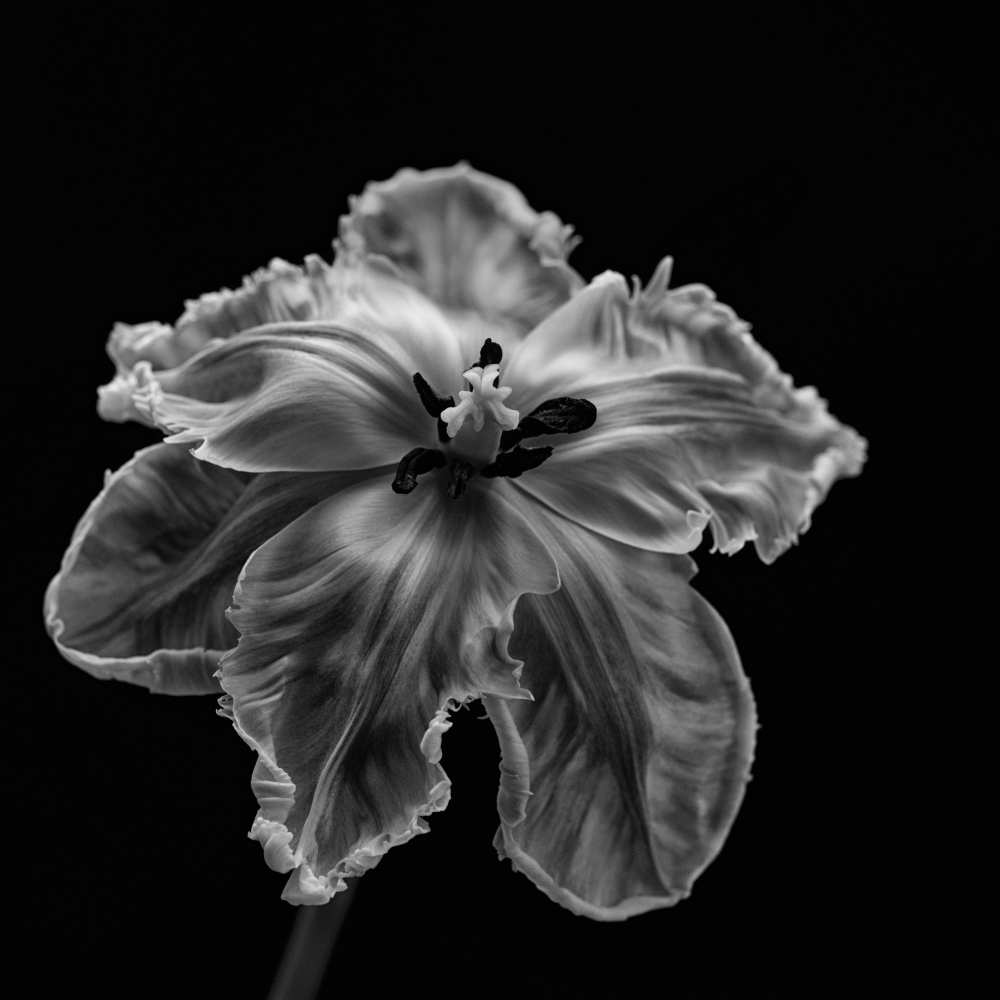 Parrot Tulip from Lotte Gronkjar