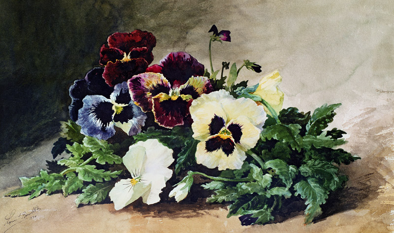 Winter Pansies from Louis Bombled