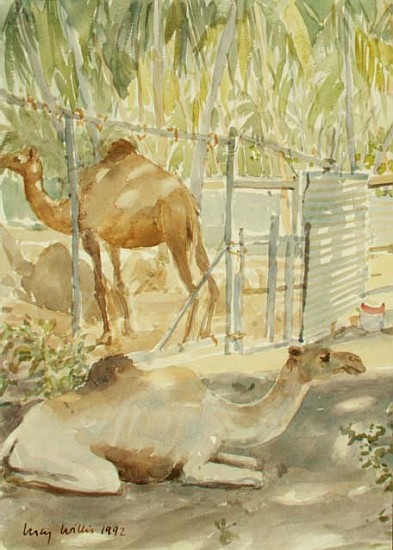Camels at Rest, Salala (Oman) 1992 (w/c)  from Lucy Willis