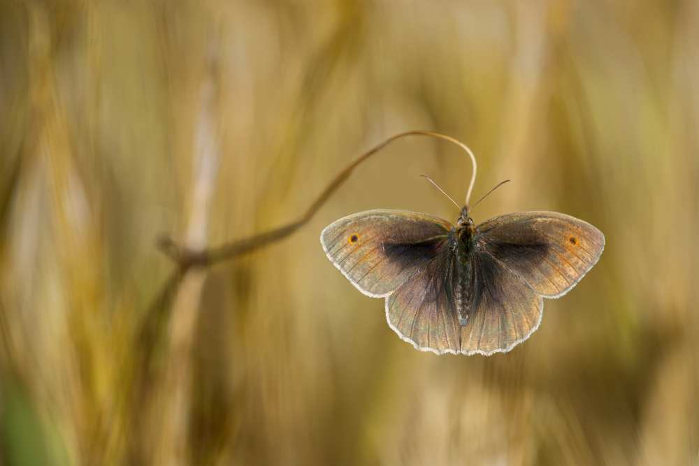 Wings of grass from Luigi Chiriaco