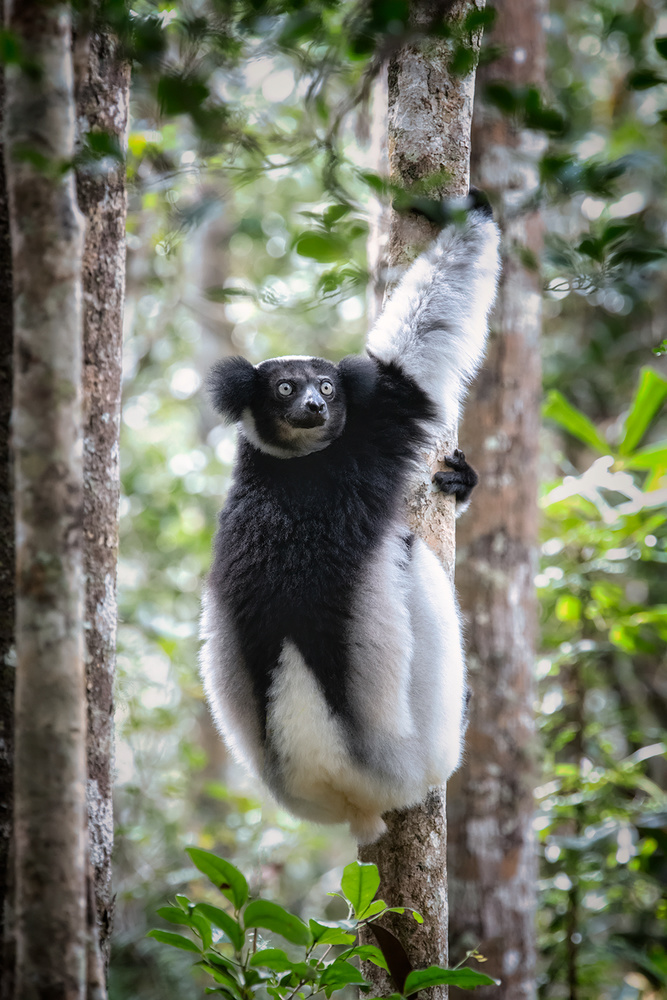 Indri-Lemur from Luigi Ruoppolo