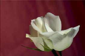 die weiße Rose