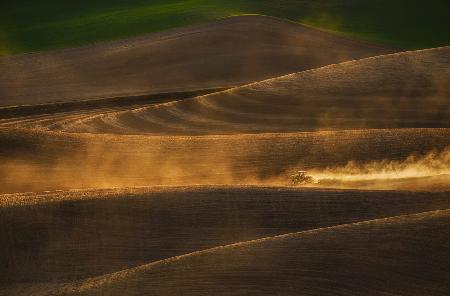 Goldenes Licht über dem Weizenfeld