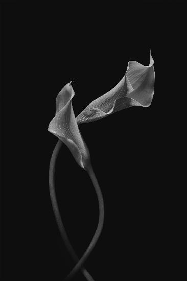 Zwei liebevolle Calla-Lilien