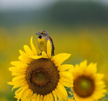 Vogel auf einer Sonnenblume