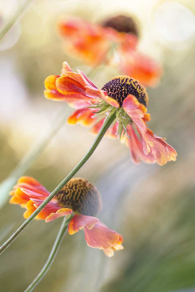 Helenium * from Mandy Disher