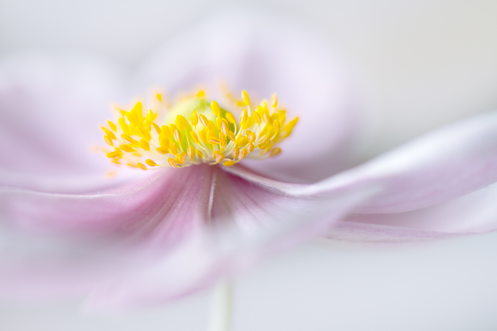 Anemone from Mandy Disher