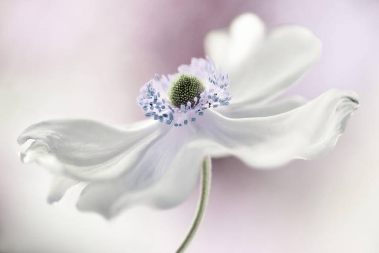 Anemone breeze from Mandy Disher