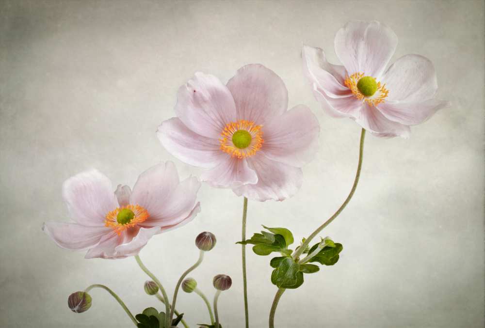 Anemones from Mandy Disher