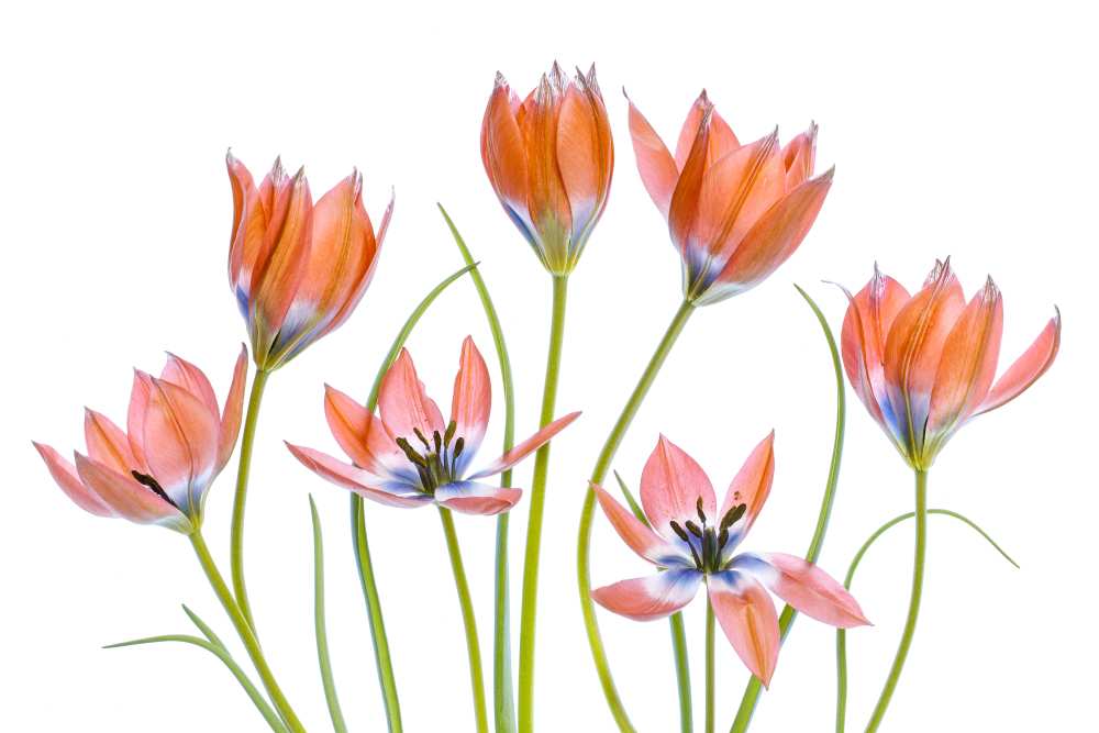 Apricot Tulips from Mandy Disher