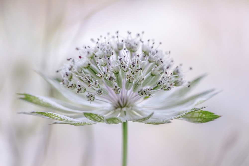 Astrantia from Mandy Disher