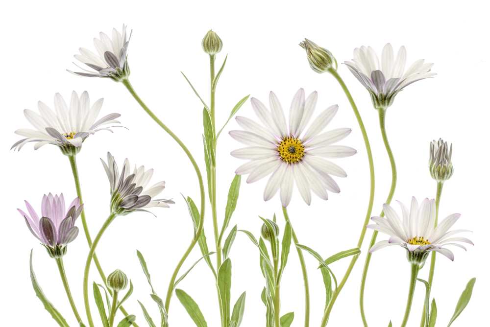 Cape Daisies from Mandy Disher