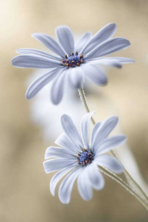 Cape daisies from Mandy Disher