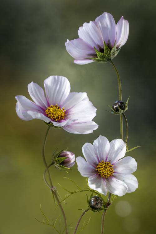 Cosmos from Mandy Disher