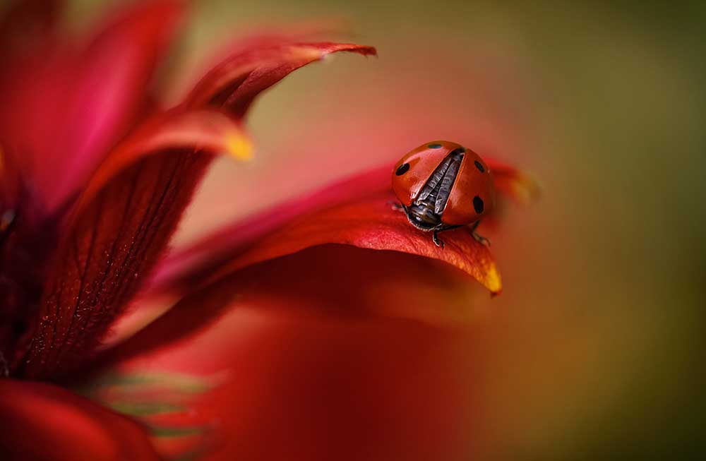 Einfach rot from Mandy Disher