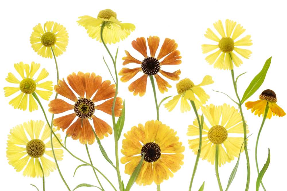 Helenium from Mandy Disher