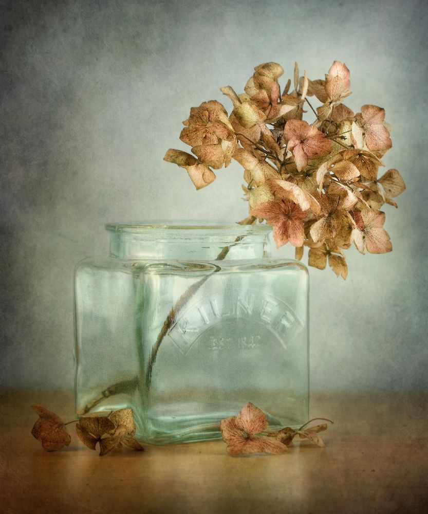 Hydrangea from Mandy Disher