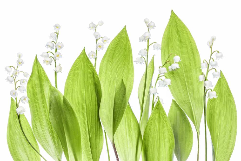 Lily of the valley from Mandy Disher