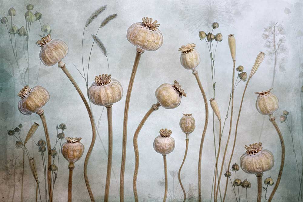 Papaver from Mandy Disher
