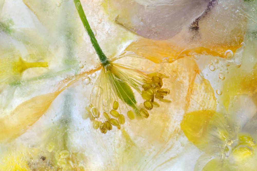 Papaver Ice from Mandy Disher