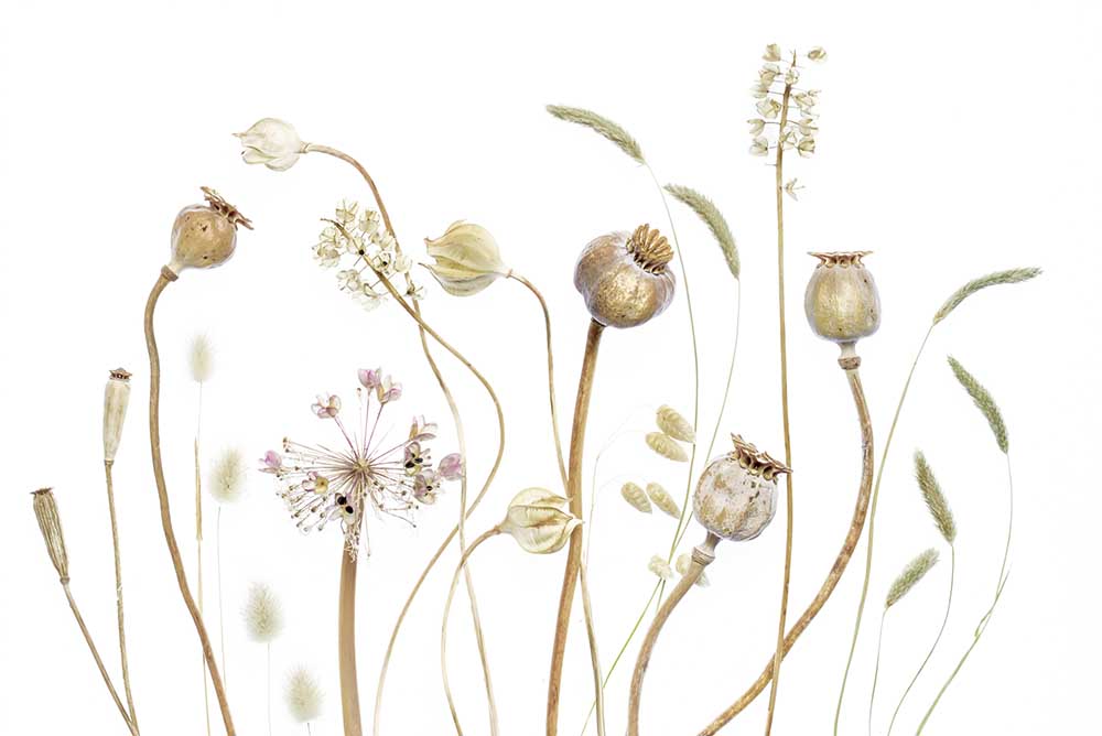 Pods from Mandy Disher