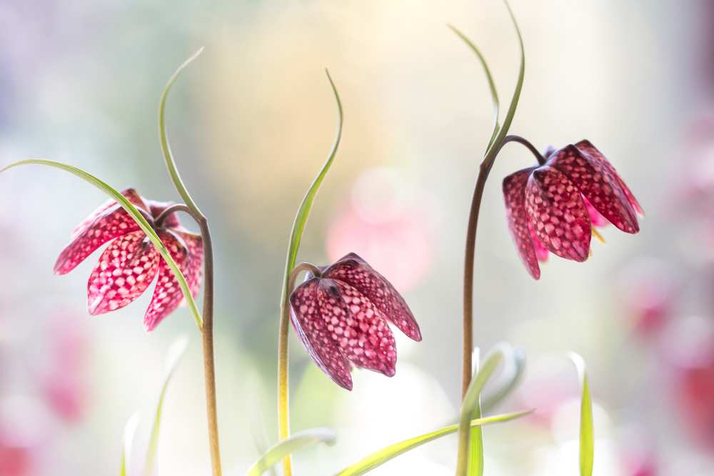 Snakes head Fritillary from Mandy Disher