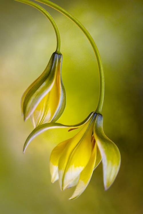 Tulipa from Mandy Disher