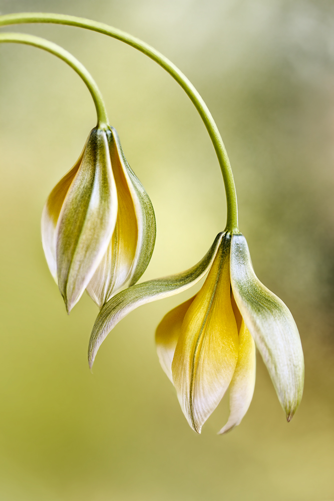 Tulipa from Mandy Disher