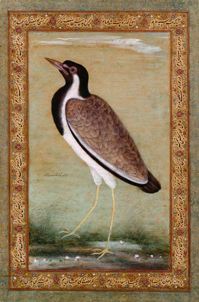Indian lapwing from Mansur