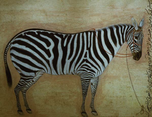 Zebra, from the "Minto Album", Mughal, 1621 from Mansur