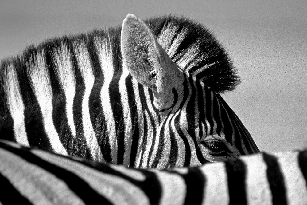 Curious Zebra from Marc Pelissier
