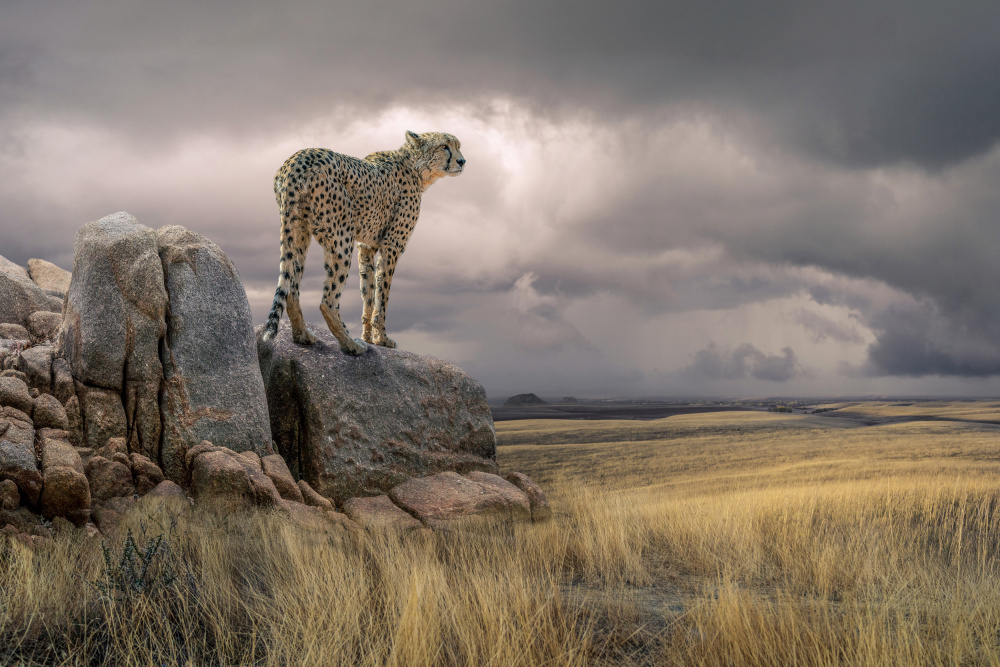CheetahView from Marcel Egger