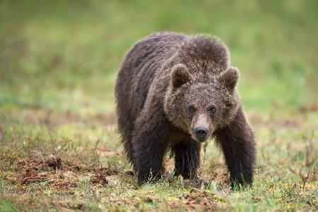 Großer Bär