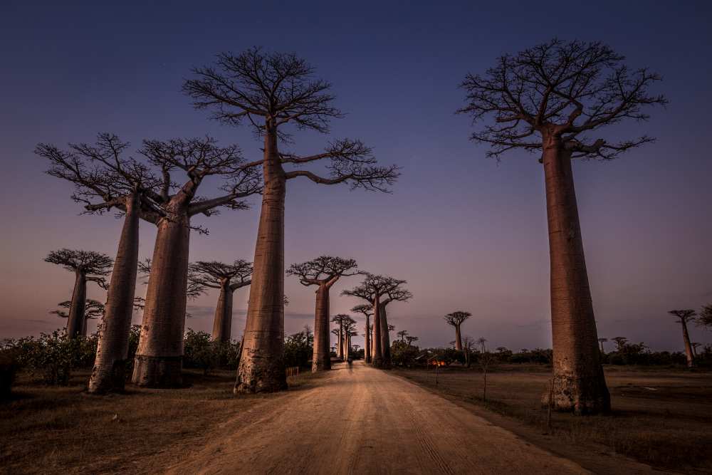 AllA©e des Baobabs from Marco Tagliarino