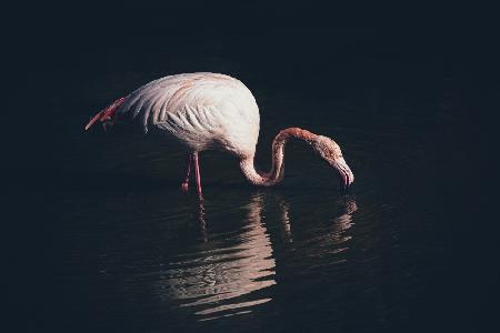 Erleuchteter Flamingo