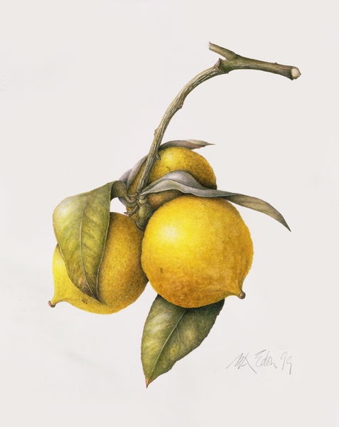 Citrus Bergamot from Margaret Ann  Eden