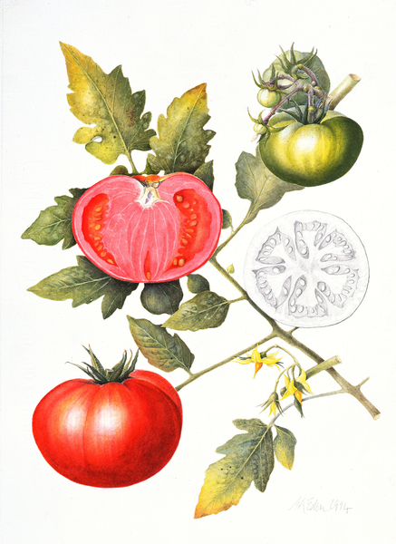 Tomatoes from Margaret Ann  Eden