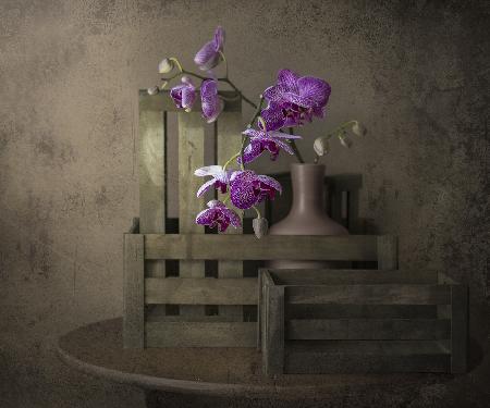 Die Schönheit der Orchidee