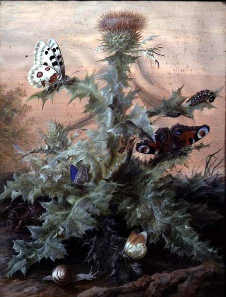 Insects Around a Thistle from Margaretha Barbara Dietzsch