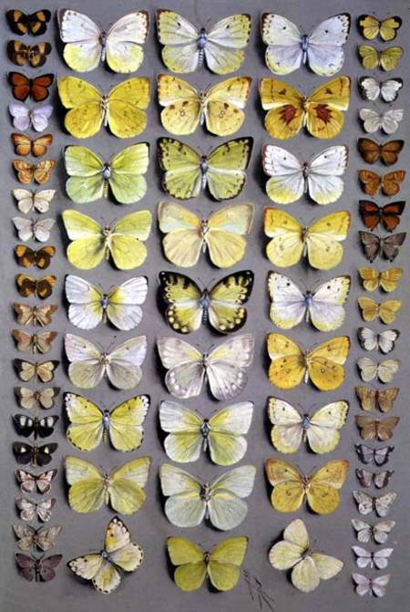 Papuan Butterflies 1 from Marian Ellis Rowan