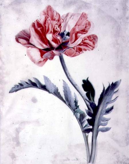 Flower Pieces, Oriental Poppy from Marie-Anne