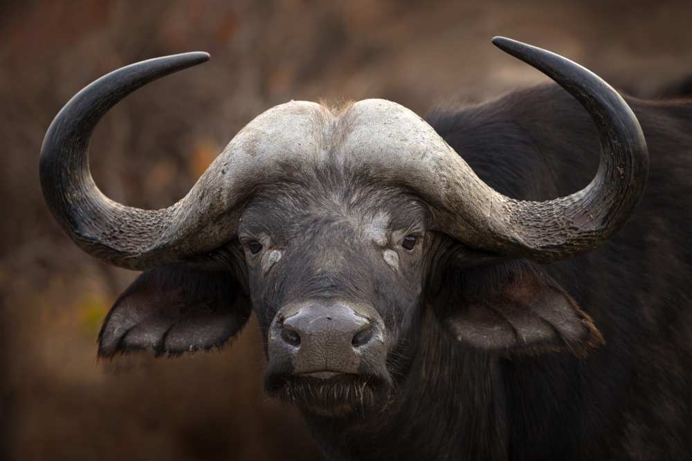A Buffalo Portrait from Mario Moreno